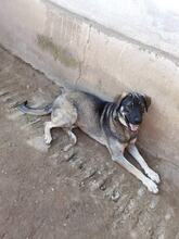 TANO, Hund, Mischlingshund in Rumänien - Bild 8