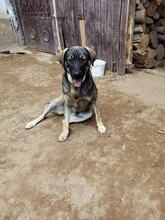 TANO, Hund, Mischlingshund in Rumänien - Bild 9