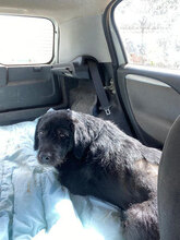 ARGENTO, Hund, Deutsch Drahthaar-Mix in Italien - Bild 5