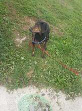 WONDA, Hund, Bosnischer Laufhund-x in Bosnien und Herzegowina - Bild 6
