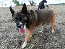 SHENA, Hund, Mischlingshund in Eppstein - Bild 10
