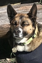 SHENA, Hund, Mischlingshund in Eppstein - Bild 14