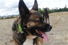 SHENA, Hund, Mischlingshund in Eppstein - Bild 21