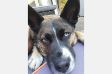 SHENA, Hund, Mischlingshund in Eppstein - Bild 23