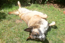 SHENA, Hund, Mischlingshund in Eppstein - Bild 25