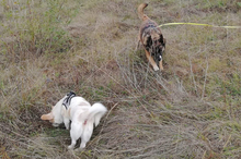 SHENA, Hund, Mischlingshund in Eppstein - Bild 27