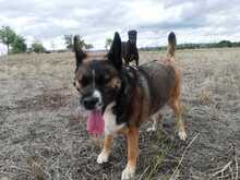 SHENA, Hund, Mischlingshund in Eppstein - Bild 8