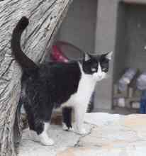 KITTI, Katze, Europäisch Kurzhaar in Spanien - Bild 12