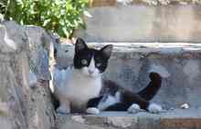 KITTI, Katze, Europäisch Kurzhaar in Spanien - Bild 8