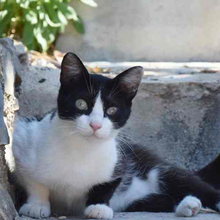 KITTI, Katze, Europäisch Kurzhaar in Spanien - Bild 9