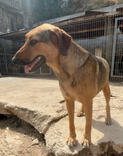 LINA, Hund, Mischlingshund in Kroatien - Bild 12