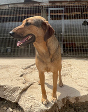LINA, Hund, Mischlingshund in Kroatien - Bild 13
