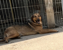 LINA, Hund, Mischlingshund in Kroatien - Bild 14