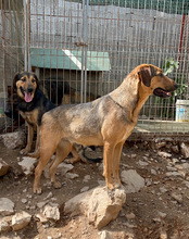 LINA, Hund, Mischlingshund in Kroatien - Bild 16