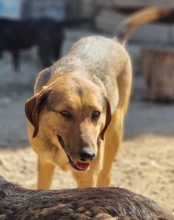LINA, Hund, Mischlingshund in Kroatien - Bild 18