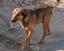 LINA, Hund, Mischlingshund in Kroatien - Bild 19