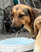 LINA, Hund, Mischlingshund in Kroatien - Bild 3