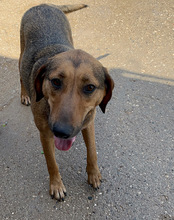 LINA, Hund, Mischlingshund in Kroatien - Bild 5
