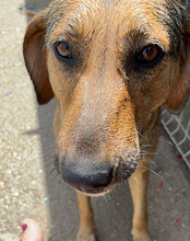 LINA, Hund, Mischlingshund in Kroatien - Bild 7