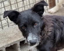 PEPE, Hund, Mischlingshund in Kroatien - Bild 12