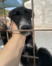 PEPE, Hund, Mischlingshund in Kroatien - Bild 16