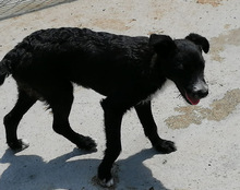 PEPE, Hund, Mischlingshund in Kroatien - Bild 6