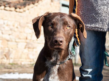 BUSTER, Hund, Mischlingshund in Bulgarien - Bild 1