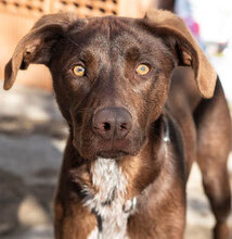 BUSTER, Hund, Mischlingshund in Bulgarien - Bild 4