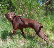 BUSTER, Hund, Mischlingshund in Bulgarien - Bild 5