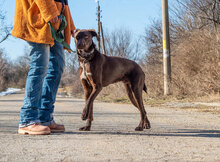 BUSTER, Hund, Mischlingshund in Bulgarien - Bild 6
