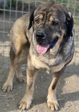MOPPEL, Hund, Mischlingshund in Griechenland - Bild 10