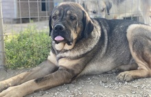 MOPPEL, Hund, Mischlingshund in Griechenland - Bild 2