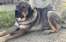 MOPPEL, Hund, Mischlingshund in Griechenland - Bild 3