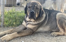 MOPPEL, Hund, Mischlingshund in Griechenland - Bild 4