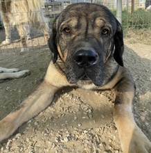 MOPPEL, Hund, Mischlingshund in Griechenland - Bild 5