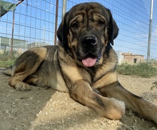 MOPPEL, Hund, Mischlingshund in Griechenland - Bild 6