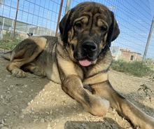 MOPPEL, Hund, Mischlingshund in Griechenland - Bild 7