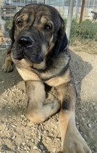 MOPPEL, Hund, Mischlingshund in Griechenland - Bild 8