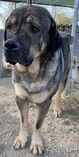 MOPPEL, Hund, Mischlingshund in Griechenland - Bild 9