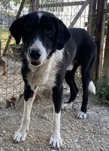 VARICK, Hund, Mischlingshund in Griechenland - Bild 11