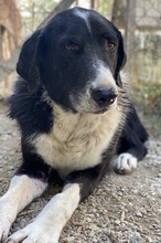 VARICK, Hund, Mischlingshund in Griechenland - Bild 2