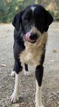 VARICK, Hund, Mischlingshund in Griechenland - Bild 3