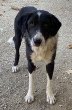 VARICK, Hund, Mischlingshund in Griechenland - Bild 4