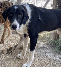 VARICK, Hund, Mischlingshund in Griechenland - Bild 5