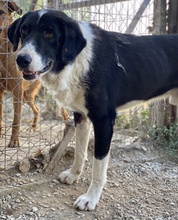 VARICK, Hund, Mischlingshund in Griechenland - Bild 6