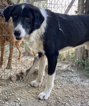 VARICK, Hund, Mischlingshund in Griechenland - Bild 7