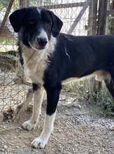 VARICK, Hund, Mischlingshund in Griechenland - Bild 8