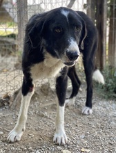 VARICK, Hund, Mischlingshund in Griechenland - Bild 9