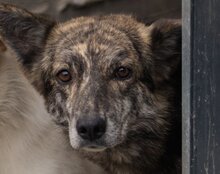NALA, Hund, Mischlingshund in Kroatien - Bild 1