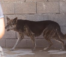 NALA, Hund, Mischlingshund in Kroatien - Bild 10